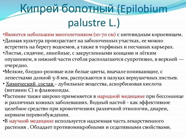 Кипрей болотный (Epilobium palustre L.) Является небольшим многолетником (10-70 см)