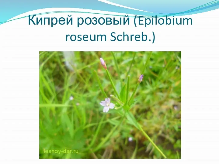 Кипрей розовый (Epilobium roseum Schreb.)