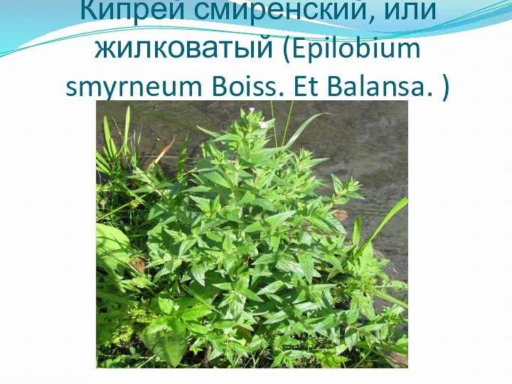 Кипрей смиренский, или жилковатый (Epilobium smyrneum Boiss. Et Balansa. )