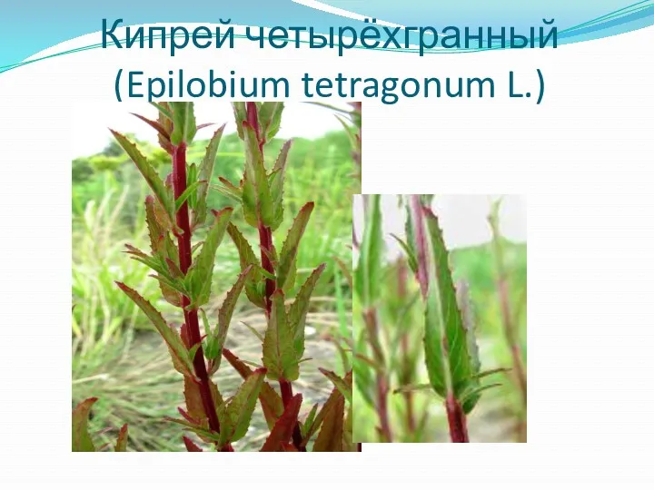 Кипрей четырёхгранный (Epilobium tetragonum L.)