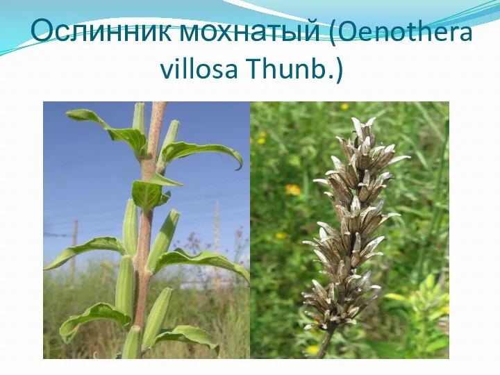 Ослинник мохнатый (Oenothera villosa Thunb.)