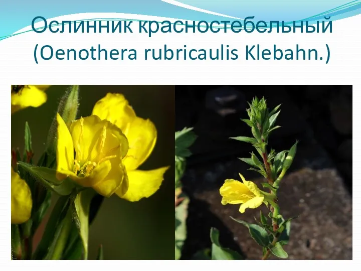 Ослинник красностебельный (Oenothera rubricaulis Klebahn.)