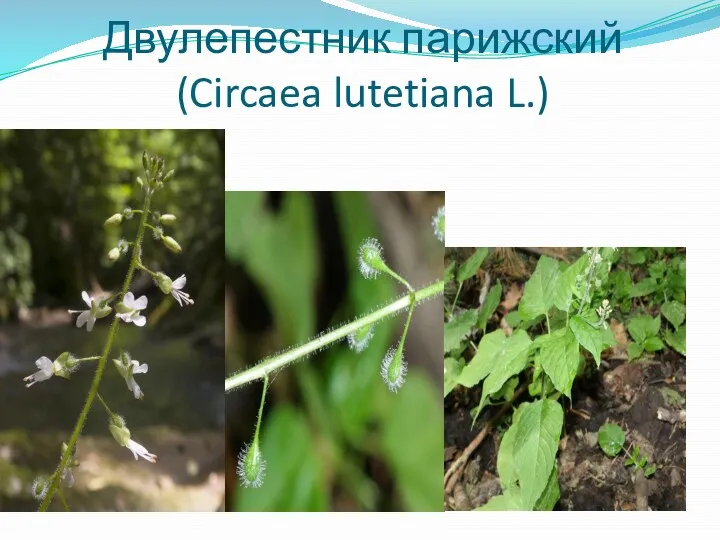 Двулепестник парижский (Circaea lutetiana L.)
