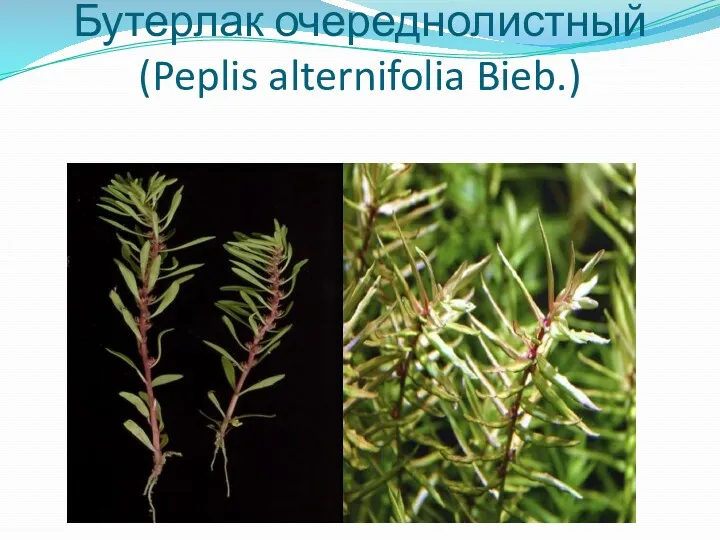Бутерлак очереднолистный (Peplis alternifolia Bieb.)