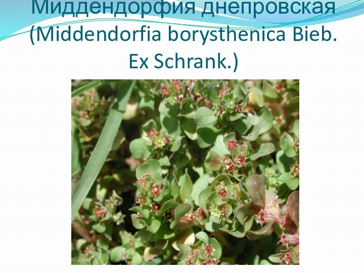 Миддендорфия днепровская (Middendorfia borysthenica Bieb. Ex Schrank.)