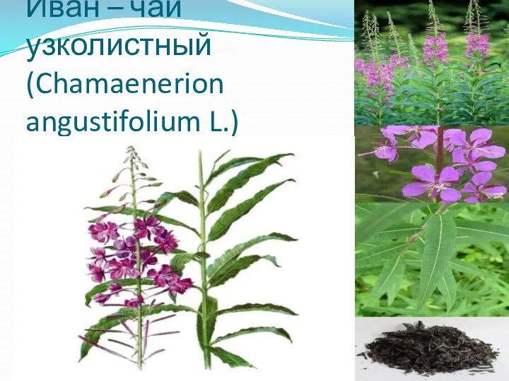 Иван – чай узколистный (Chamaenerion angustifolium L.)