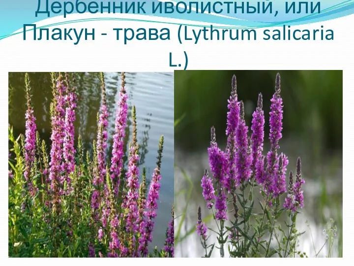 Дербенник иволистный, или Плакун - трава (Lythrum salicaria L.)