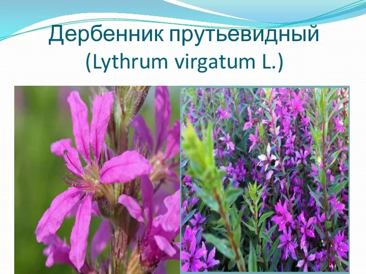 Дербенник прутьевидный (Lythrum virgatum L.)