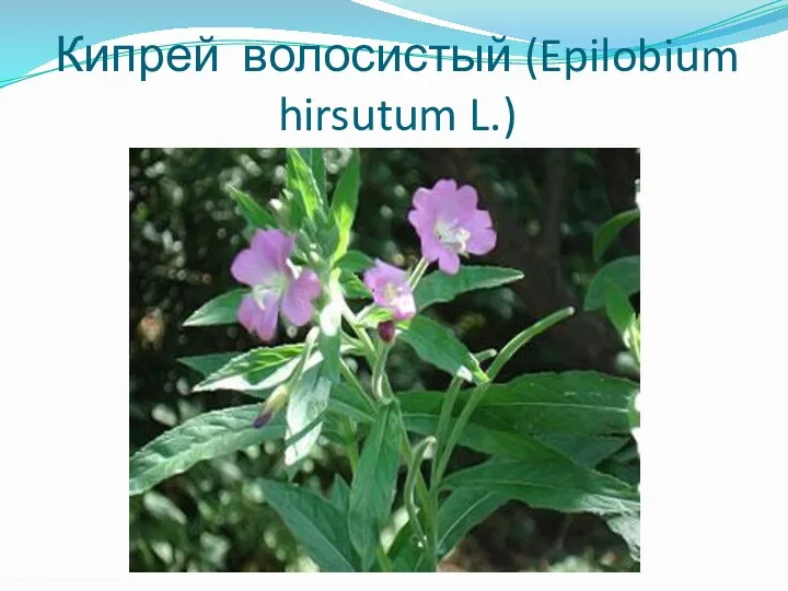 Кипрей волосистый (Epilobium hirsutum L.)