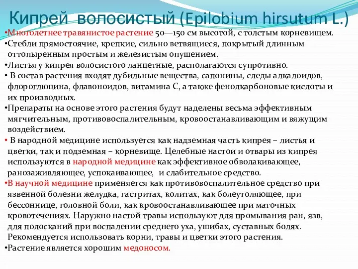 Кипрей волосистый (Epilobium hirsutum L.) Многолетнее травянистое растение 50—150 см