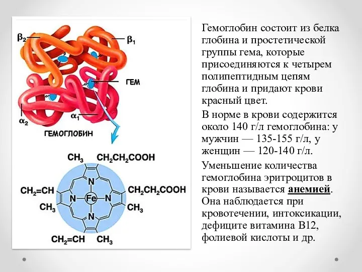 Гемоглобин состоит из белка глобина и простетической группы гема, которые