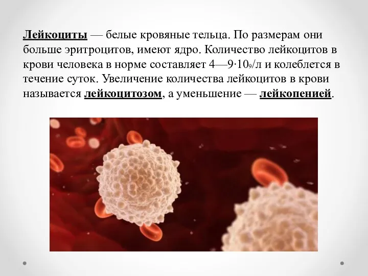 Лейкоциты — белые кровяные тельца. По размерам они больше эритроцитов,