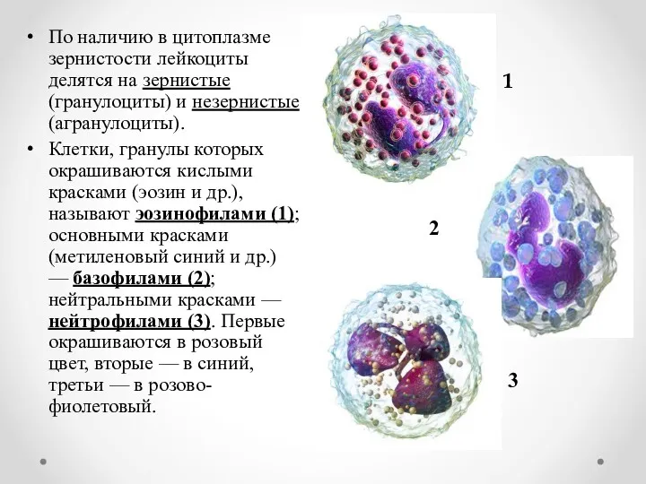 По наличию в цитоплазме зернистости лейкоциты делятся на зернистые (гранулоциты)