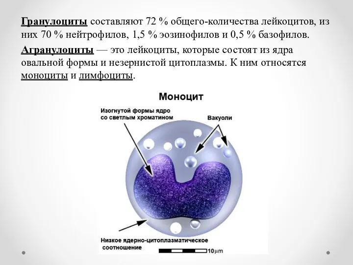 Гранулоциты составляют 72 % общего-количества лейкоцитов, из них 70 %