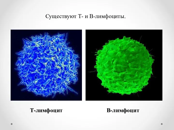 Существуют Т- и В-лимфоциты. Т-лимфоцит В-лимфоцит