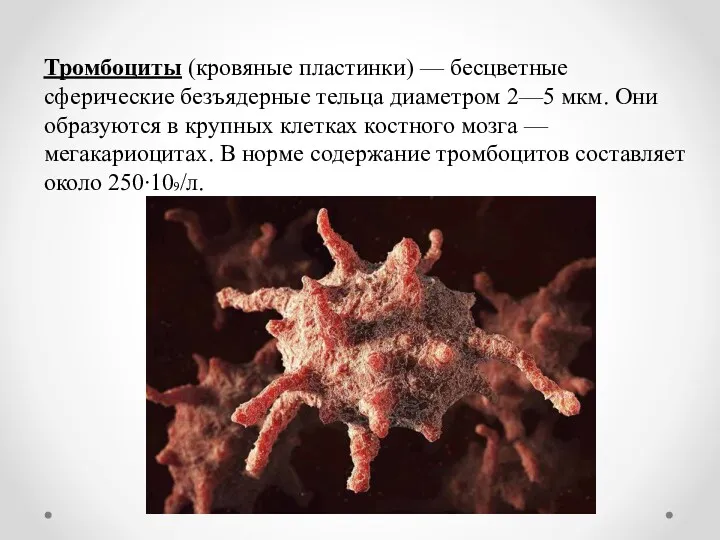 Тромбоциты (кровяные пластинки) — бесцветные сферические безъядерные тельца диаметром 2—5