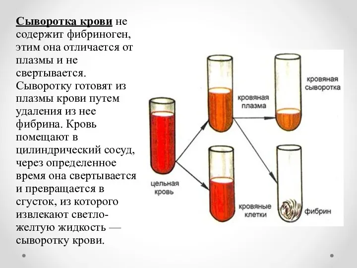 Сыворотка крови не содержит фибриноген, этим она отличается от плазмы