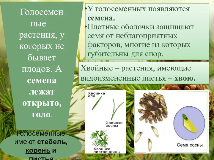 Голосеменные – растения, у которых не бывает плодов. А семена