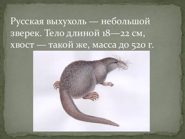 Русская выхухоль — небольшой зверек. Тело длиной 18—22 см, хвост