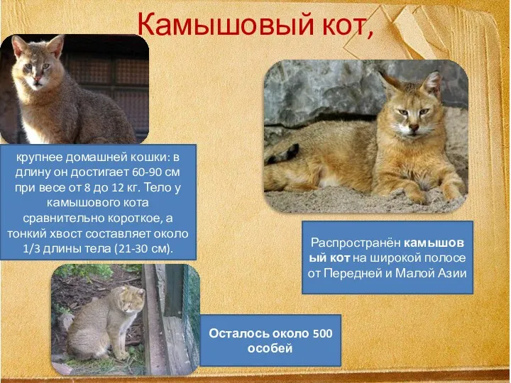 Камышовый кот, крупнее домашней кошки: в длину он достигает 60-90
