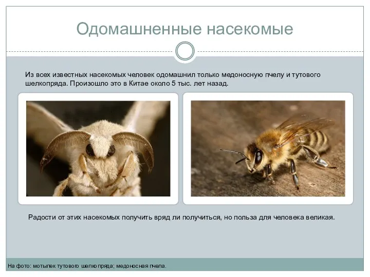 Одомашненные насекомые На фото: мотылек тутового шелкопряда; медоносная пчела. Из