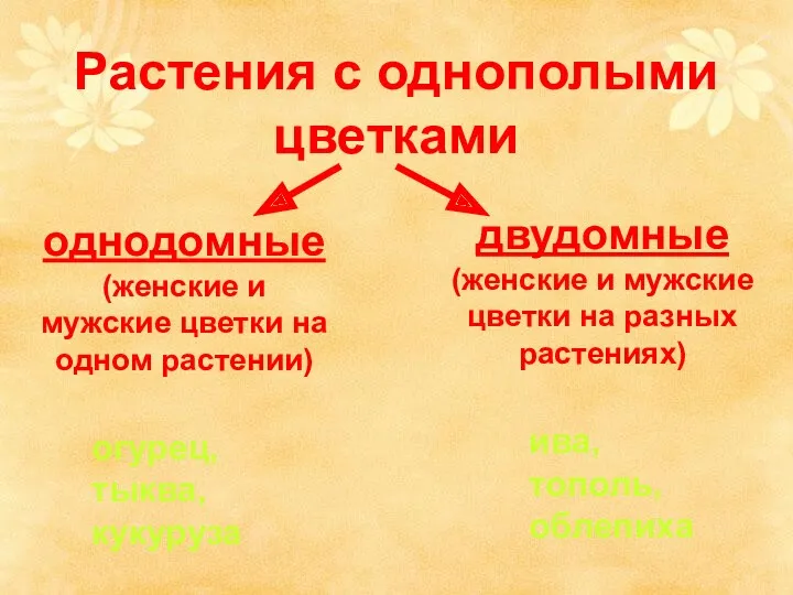 Растения с однополыми цветками однодомные (женские и мужские цветки на