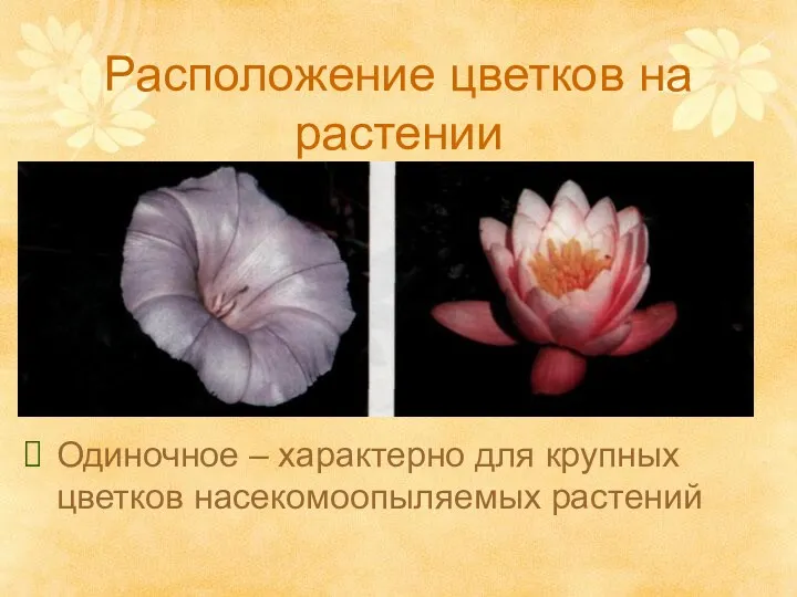 Расположение цветков на растении Одиночное – характерно для крупных цветков насекомоопыляемых растений