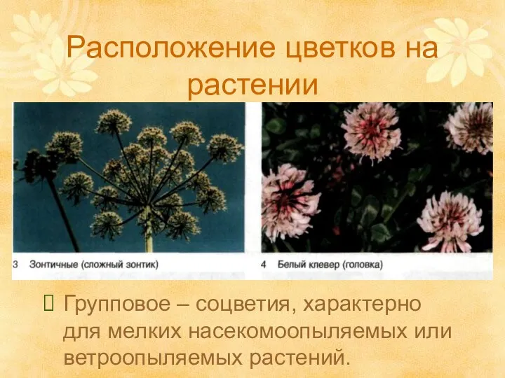 Расположение цветков на растении Групповое – соцветия, характерно для мелких насекомоопыляемых или ветроопыляемых растений.