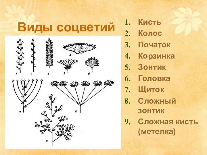 Виды соцветий Кисть Колос Початок Корзинка Зонтик Головка Щиток Сложный зонтик Сложная кисть (метелка)