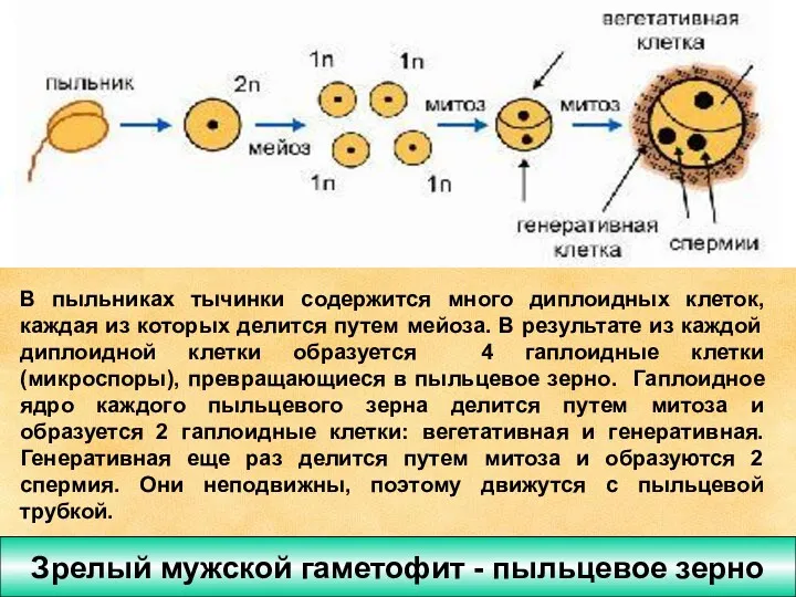 Зрелый мужской гаметофит - пыльцевое зерно Формирование спермиев В пыльниках