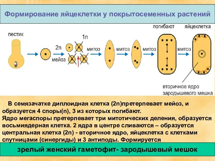 зрелый женский гаметофит- зародышевый мешок Формирование яйцеклетки у покрытосеменных растений