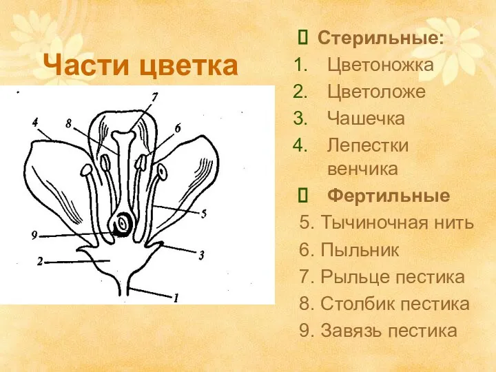 Части цветка Стерильные: Цветоножка Цветоложе Чашечка Лепестки венчика Фертильные 5.