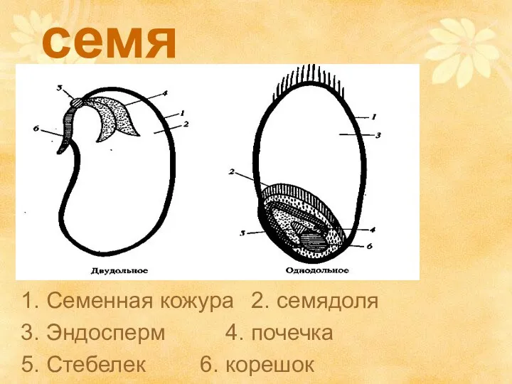 семя 1. Семенная кожура 2. семядоля 3. Эндосперм 4. почечка 5. Стебелек 6. корешок