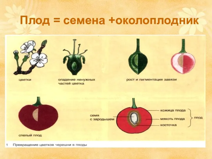 Плод = семена +околоплодник