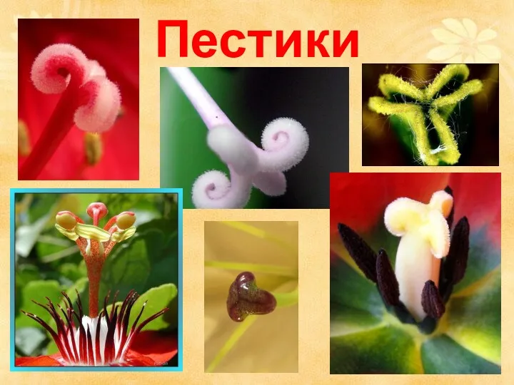 Пестики