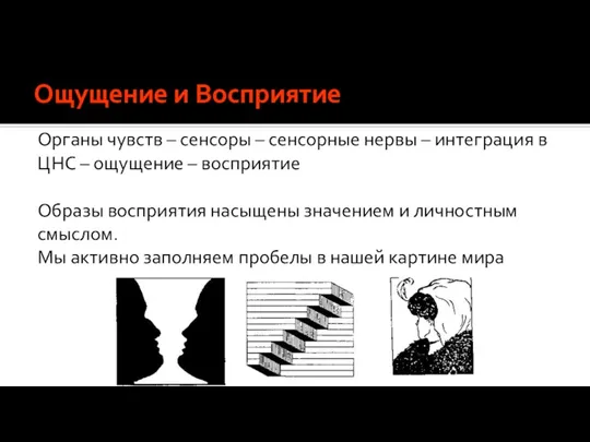 Ощущение и Восприятие Органы чувств – сенсоры – сенсорные нервы