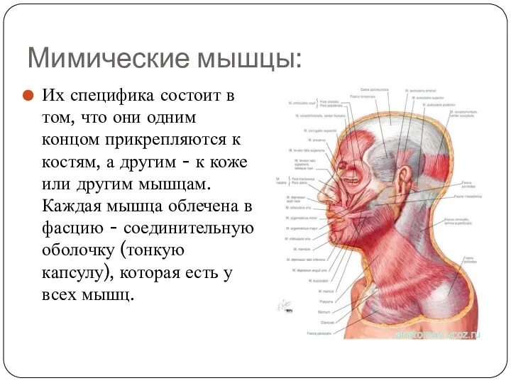 Мимические мышцы: Их специфика состоит в том, что они одним