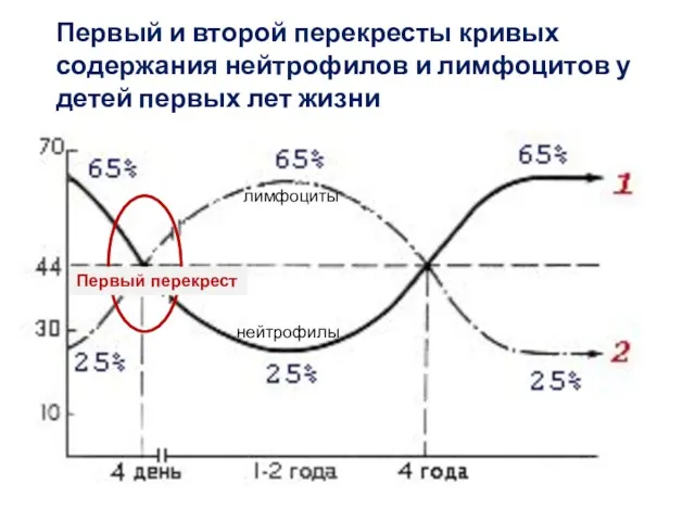 Первый и второй перекресты кривых содержания нейтрофилов и лимфоцитов у