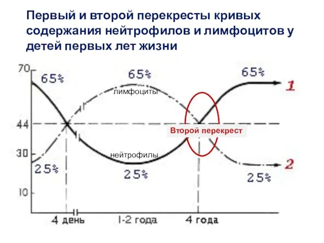 Первый и второй перекресты кривых содержания нейтрофилов и лимфоцитов у