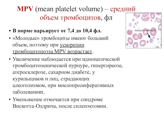 MPV (mean platelet volume) – средний объем тромбоцитов, фл В