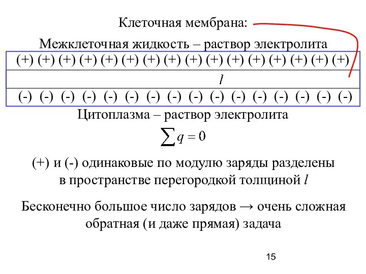 Клеточная мембрана: Межклеточная жидкость – раствор электролита Цитоплазма – раствор