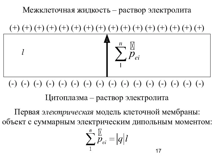 Межклеточная жидкость – раствор электролита Цитоплазма – раствор электролита (+)