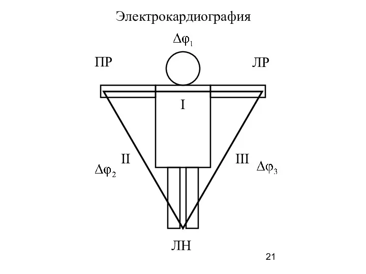 ПР ЛР I ЛН II III Электрокардиография