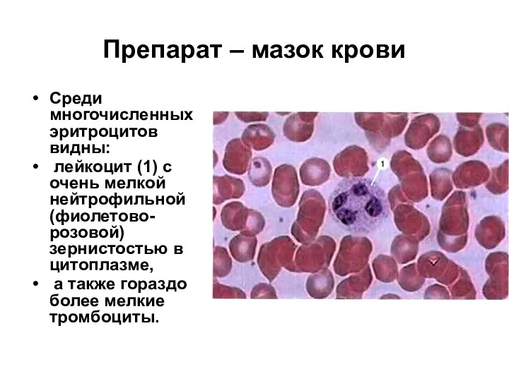 Препарат – мазок крови Среди многочисленных эритроцитов видны: лейкоцит (1)
