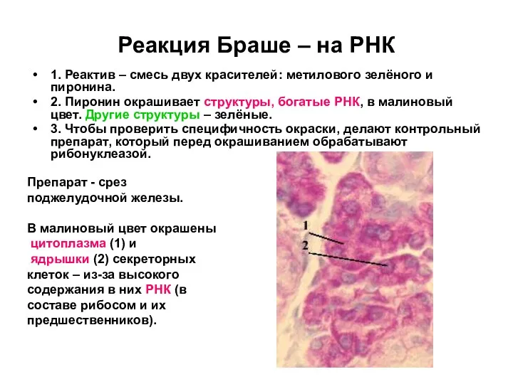 Реакция Браше – на РНК 1. Реактив – смесь двух