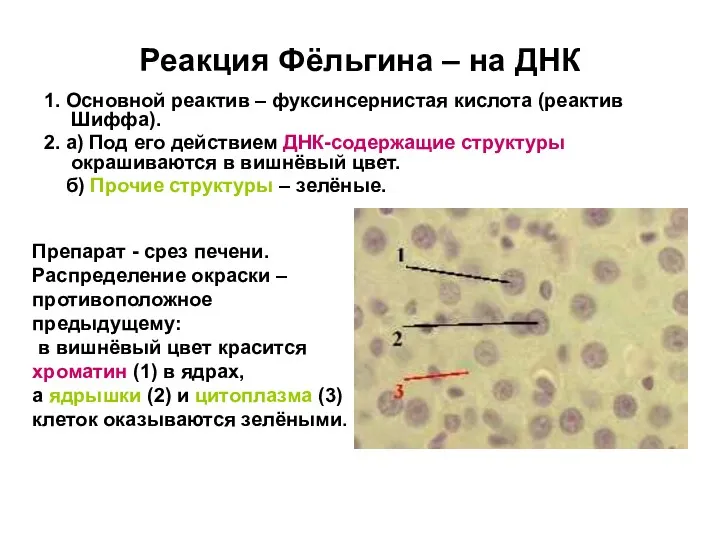 Реакция Фёльгина – на ДНК 1. Основной реактив – фуксинсернистая