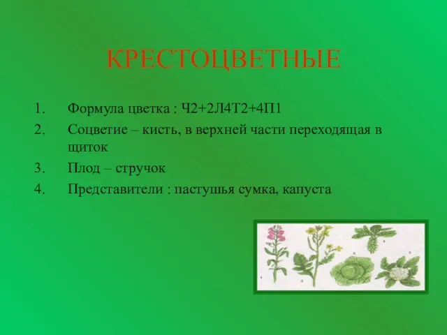 КРЕСТОЦВЕТНЫЕ Формула цветка : Ч2+2Л4Т2+4П1 Соцветие – кисть, в верхней