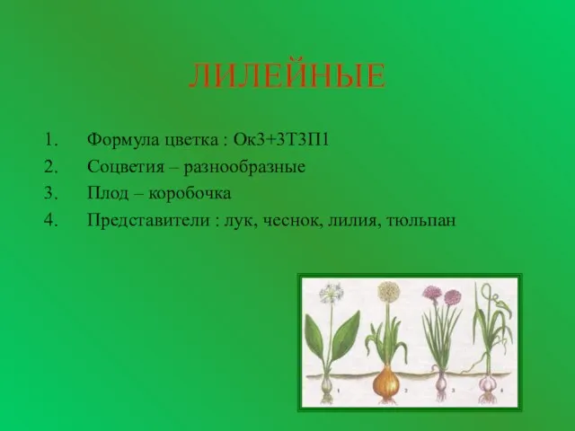 ЛИЛЕЙНЫЕ Формула цветка : Ок3+3Т3П1 Соцветия – разнообразные Плод –