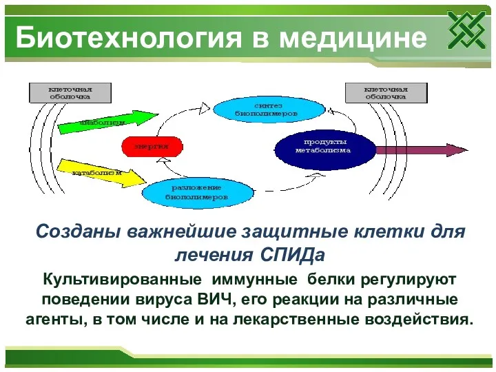 Созданы важнейшие защитные клетки для лечения СПИДа Культивированные иммунные белки