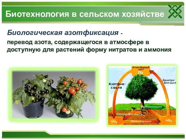Биологическая азотфиксация - перевод азота, содержащегося в атмосфере в доступную для растений форму